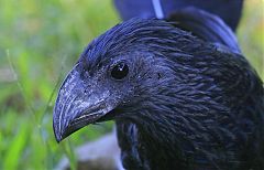 Groove-billed Ani